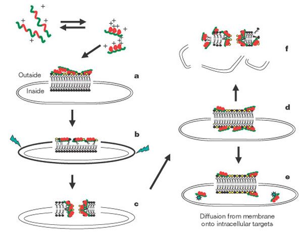 PH_Host Defence Peptides_image