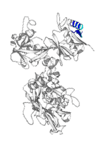 PH_Science_Lactoferrin